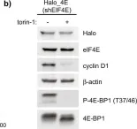 Fig.1.B showing Western Blotting from the publication: Cap-dependent translation initiation monitored in living cells.