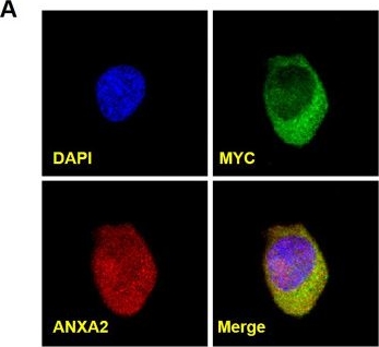 Fig.7.A showing Immunocytochemistry-immunofluorescence in a Gallus gallus (Red junglefowl) sample from the publication: lncRNA ch-MYC-AS1 restricts ALV-J replication by disrupting the ANXA2-C-Myc oncogenic axis.