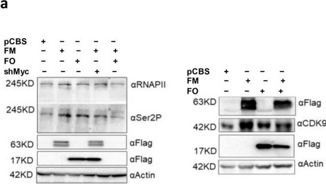 Fig.3.A showing Western Blotting in a Homo sapiens (Human) sample from the publication: A New Insight into MYC Action: Control of RNA Polymerase II Methylation and Transcription Termination.