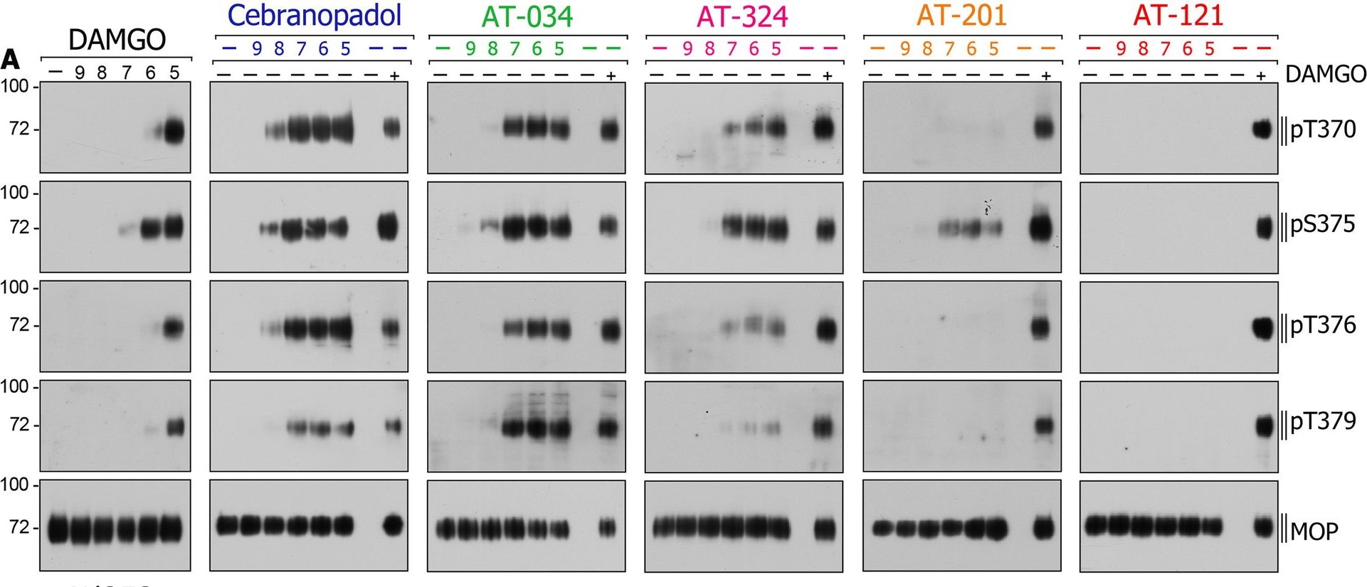 Fig.4.A showing Western Blotting from the publication: Attenuated G protein signaling and minimal receptor phosphorylation as a biochemical signature of low side-effect opioid analgesics.