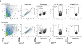 Fig.2.D showing Flow cytometry/Cell sorting in a Mus musculus (House mouse) sample from the publication: Role of the S1P pathway and inhibition by fingolimod in preventing hemorrhagic transformation after stroke.