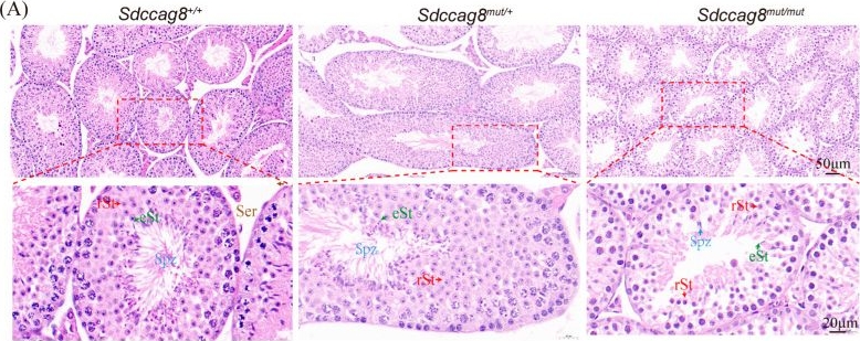Fig.2.A showing Immunohistochemistry in a Mus musculus (House mouse) sample from the publication: Loss of C-Terminal Coiled-Coil Domains in SDCCAG8 Impairs Centriolar Satellites and Causes Defective Sperm Flagellum Biogenesis and Male Fertility.