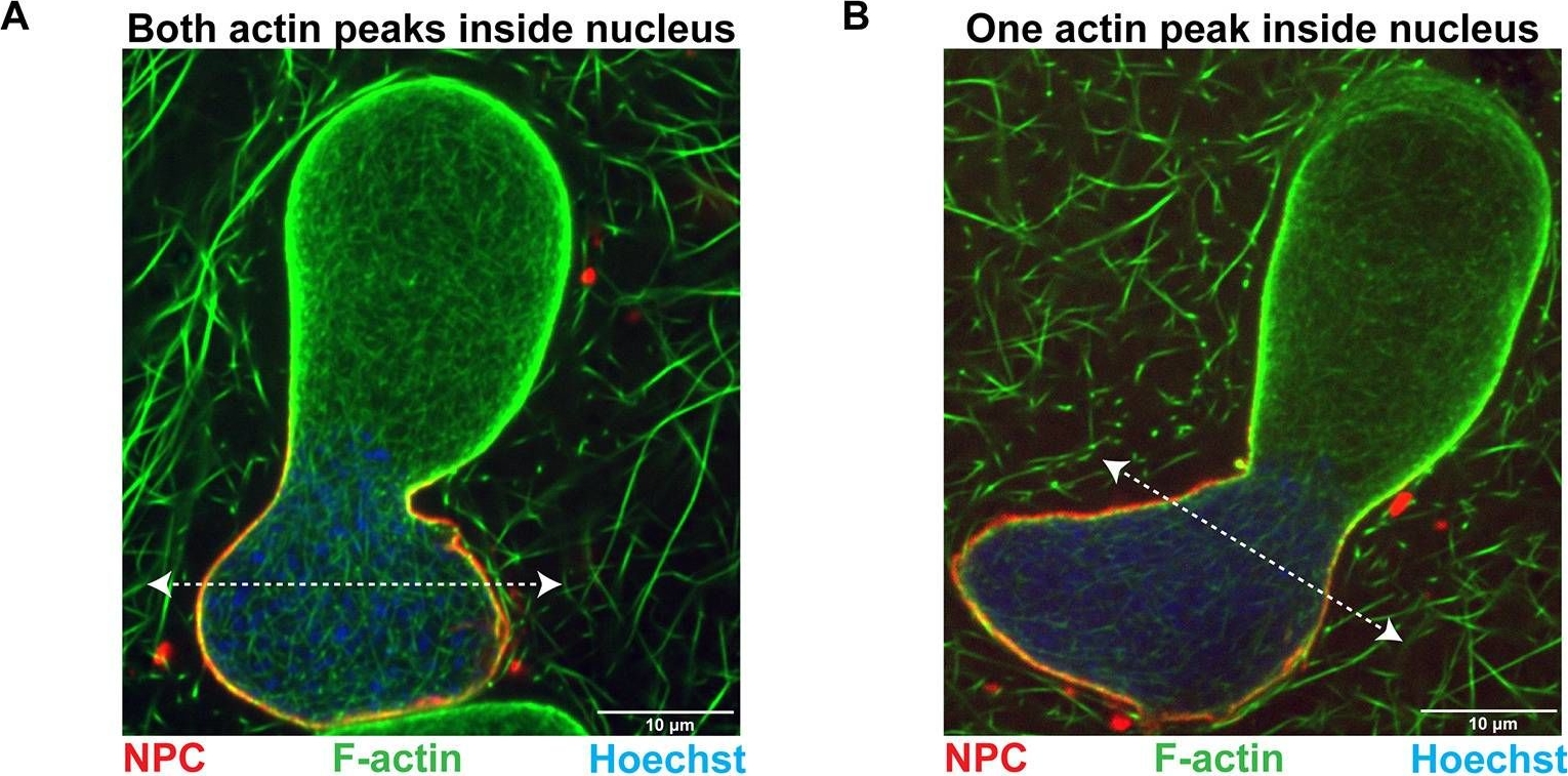 Fig.3.A showing Immunohistochemistry-immunofluorescence in a Xenopus laevis (African clawed frog) sample from the publication: Nuclear F-actin and Lamin A antagonistically modulate nuclear shape.