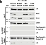 Fig.4.H showing Western Blotting from the publication: Mitochondrial adaptor TRAK2 activates and functionally links opposing kinesin and dynein motors.