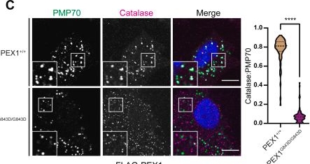 Fig.2.C showing Immunocytochemistry-immunofluorescence in a Homo sapiens (Human) sample from the publication: PEX1G843D remains functional in peroxisome biogenesis but is rapidly degraded by the proteasome.
