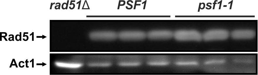 Fig.6.A showing Western Blotting in a Saccharomyces cerevisiae (Yeast) sample from the publication: Defects in the GINS complex increase the instability of repetitive sequences via a recombination-dependent mechanism.
