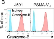 Fig.2.B showing Flow cytometry/Cell sorting from the publication: Fully human antibody VH domains to generate mono and bispecific CAR to target solid tumors.