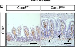 Fig.2.E showing Immunohistochemistry in a Mus musculus (House mouse) sample from the publication: Caspase-8 in endothelial cells maintains gut homeostasis and prevents small bowel inflammation in mice.