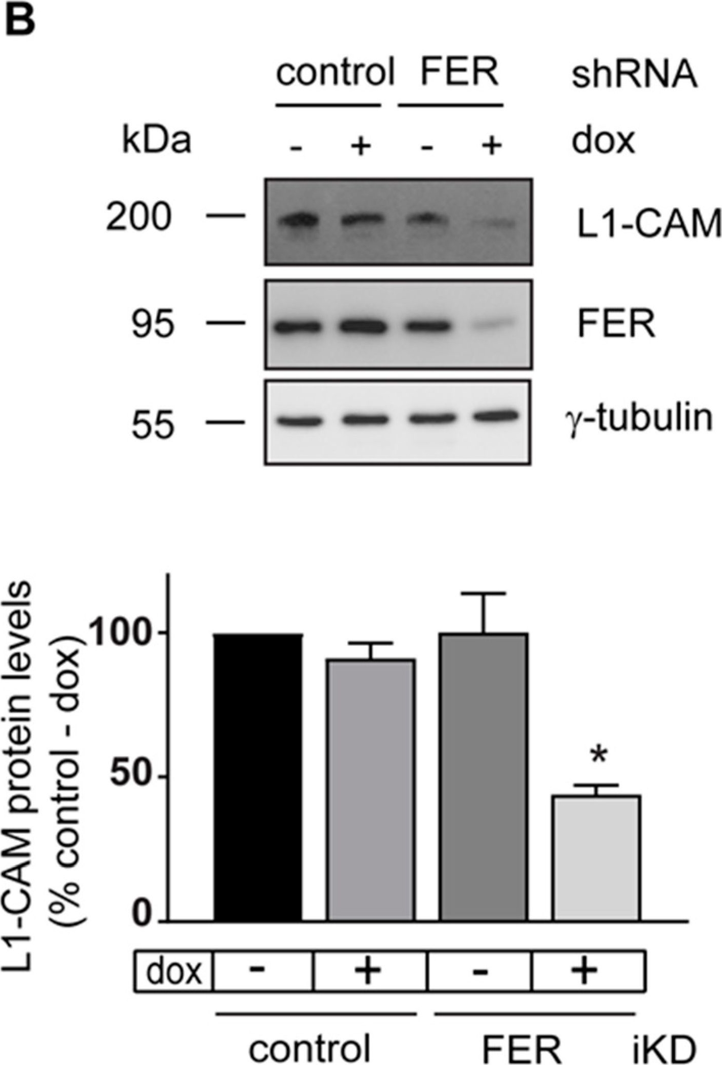 Fig.3.B showing Western Blotting in a Homo sapiens (Human) sample from the publication: Targeting FER Kinase Inhibits Melanoma Growth and Metastasis.