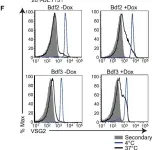 Fig.5.F showing Flow cytometry/Cell sorting from the publication: Bromodomain Proteins Contribute to Maintenance of Bloodstream Form Stage Identity in the African Trypanosome.