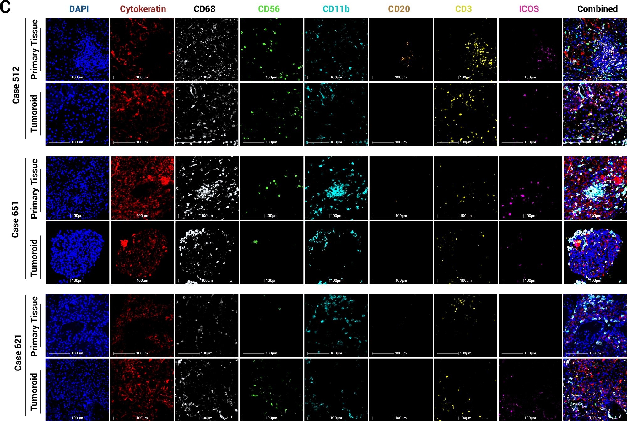 CD56 antibodies - Antibody search engine - CiteAb