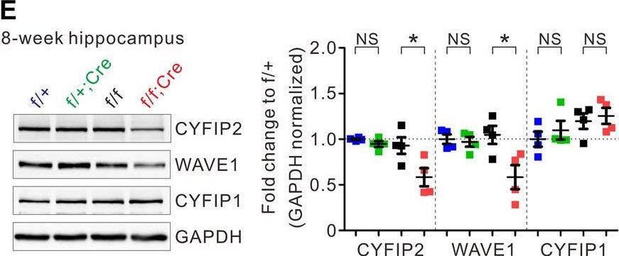 Fig.1.E showing Western Blotting in a Mus musculus (House mouse) sample from the publication: Enhanced Prefrontal Neuronal Activity and Social Dominance Behavior in Postnatal Forebrain Excitatory Neuron-Specific Cyfip2 Knock-Out Mice.