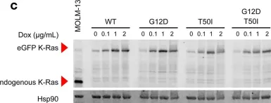 Fig.1.C showing Western Blotting from the publication: Structural and functional analyses of a germline KRAS T50I mutation provide insights into Raf activation.