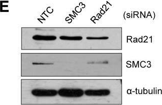 Fig.1.E showing Western Blotting in a Homo sapiens (Human) sample from the publication: Repression of Transcription at DNA Breaks Requires Cohesin throughout Interphase and Prevents Genome Instability.