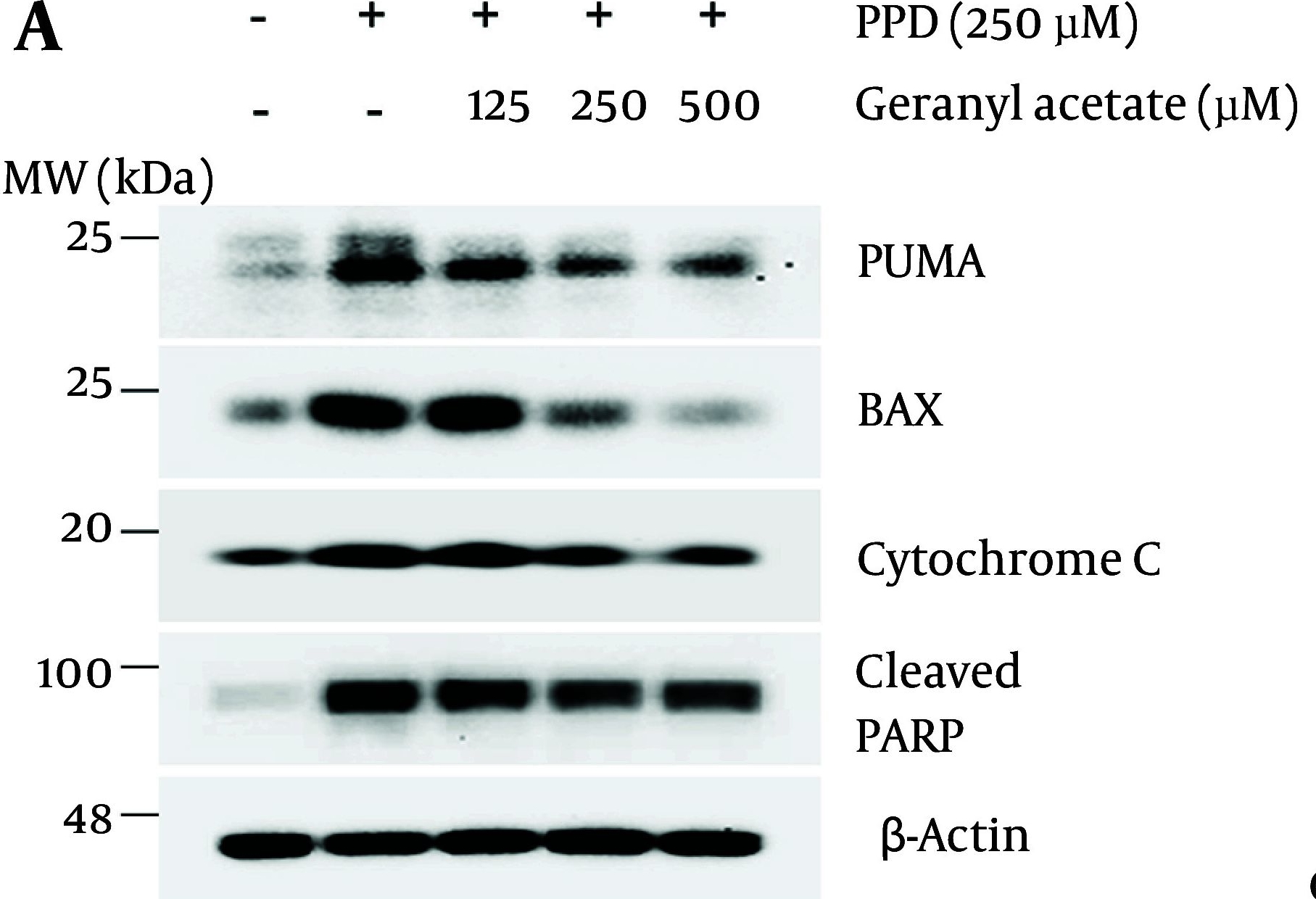 Fig.4.A showing Western Blotting in a Homo sapiens (Human) sample from the publication: Geranyl Acetate Attenuates Para-phenylenediamine-induced Cytotoxicity, DNA Damage, Apoptosis, and Inflammation in HaCaT Keratinocytes.