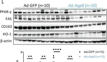 Fig.6.L showing Western Blotting from the publication: Hepatic Aquaporin 8 Promotes Alcohol Consumption and Ameliorates Alcohol-Induced Liver Injury by Facilitating Acetaldehyde Excretion.