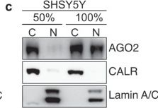 Fig.3.C showing Western Blotting from the publication: Integrative transcriptomic and proteomic profiling of the effects of cell confluency on gene expression.