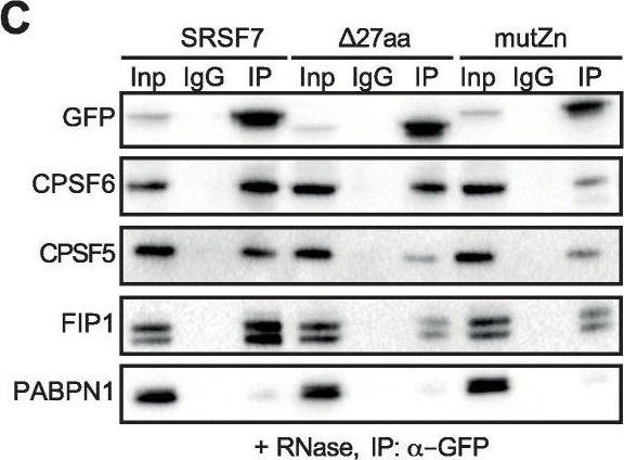 Fig.4.C showing Western Blotting in a Mus musculus (House mouse) sample from the publication: SRSF3 and SRSF7 modulate 3'UTR length through suppression or activation of proximal polyadenylation sites and regulation of CFIm levels.