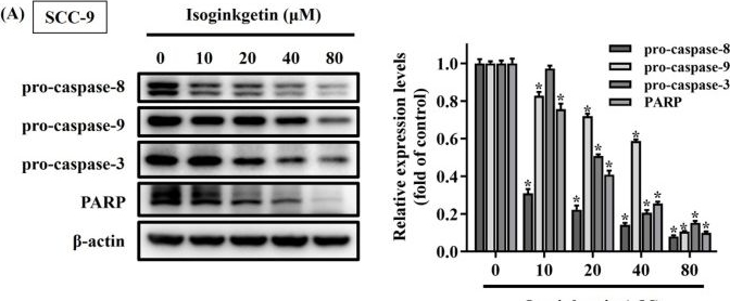 Fig.4.A showing Western Blotting from the publication: Isoginkgetin Induces Caspase Cascade Activation and Cell Apoptosis via JNK Signaling in Oral Cancer.