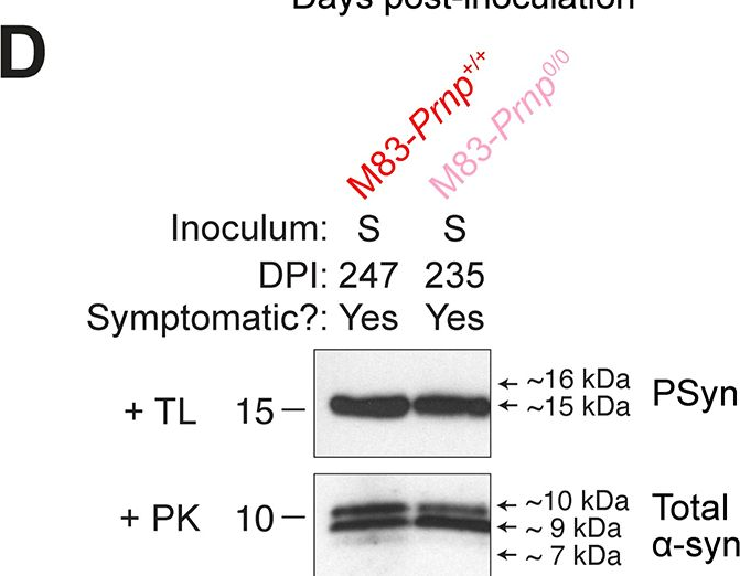 Fig.6.D showing Western Blotting from the publication: α-Synuclein strain propagation is independent of cellular prion protein expression in a transgenic synucleinopathy mouse model.
