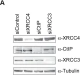 Fig.3.A showing Western Blotting in a Homo sapiens (Human) sample from the publication: Canonical non-homologous end joining in mitosis induces genome instability and is suppressed by M-phase-specific phosphorylation of XRCC4.