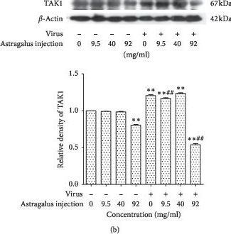Fig.5.B showing Western Blotting in a Mus musculus (House mouse) sample from the publication: Astragalus Membranaceus Treatment Protects Raw264.7 Cells from Influenza Virus by Regulating G1 Phase and the TLR3-Mediated Signaling Pathway.