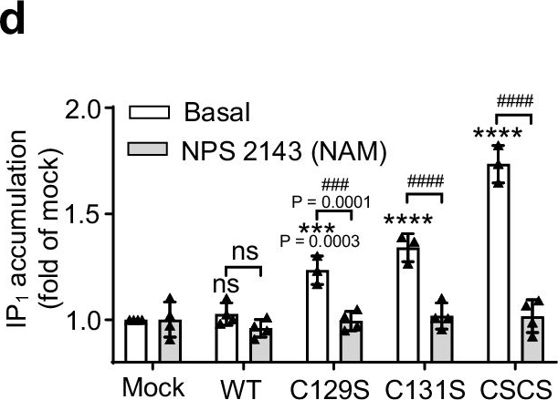 Fig.2.D from the publication: Absence of calcium-sensing receptor basal activity due to inter-subunit disulfide bridges.