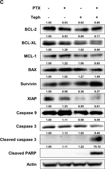 Fig.5.C showing Western Blotting in a Homo sapiens (Human) sample from the publication: Tephrosin Suppresses the Chemoresistance of Paclitaxel-Resistant Ovarian Cancer via Inhibition of FGFR1 Signaling Pathway.