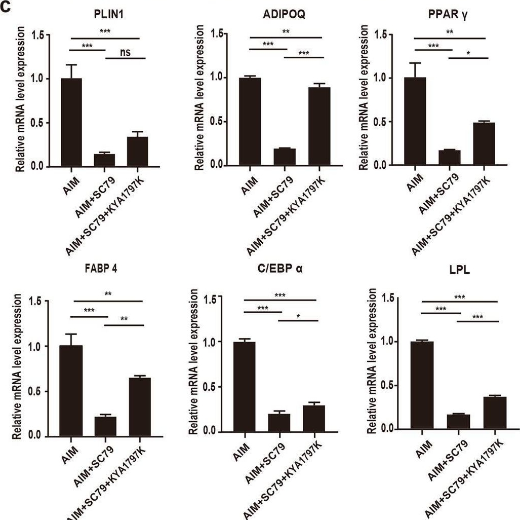 Fig.5.C from the publication: Suppressed Akt/GSK-3β/β-catenin signaling contributes to excessive adipogenesis of fibro-adipogenic progenitors after rotator cuff tears.
