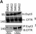 Fig.8.A showing Western Blotting in a Mus musculus (House mouse) sample from the publication: Lipid transporters E-Syt3 and ORP5 regulate epithelial ion transport by controlling phosphatidylserine enrichment at ER/PM junctions.