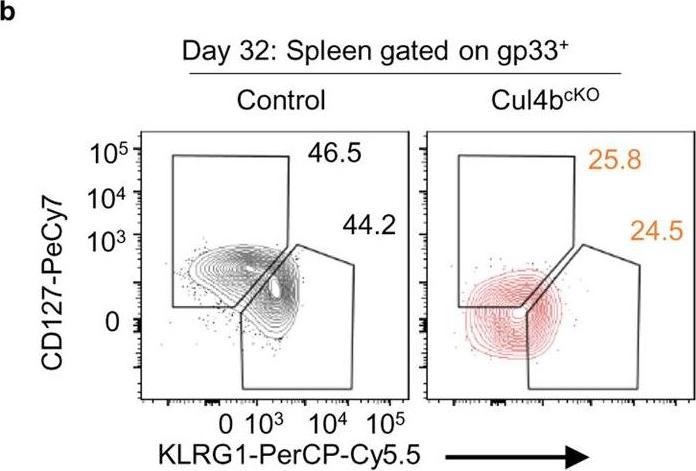 Fig.5.B showing Flow cytometry/Cell sorting in a Mus musculus (House mouse) sample from the publication: c-Myc uses Cul4b to preserve genome integrity and promote antiviral CD8+ T cell immunity.