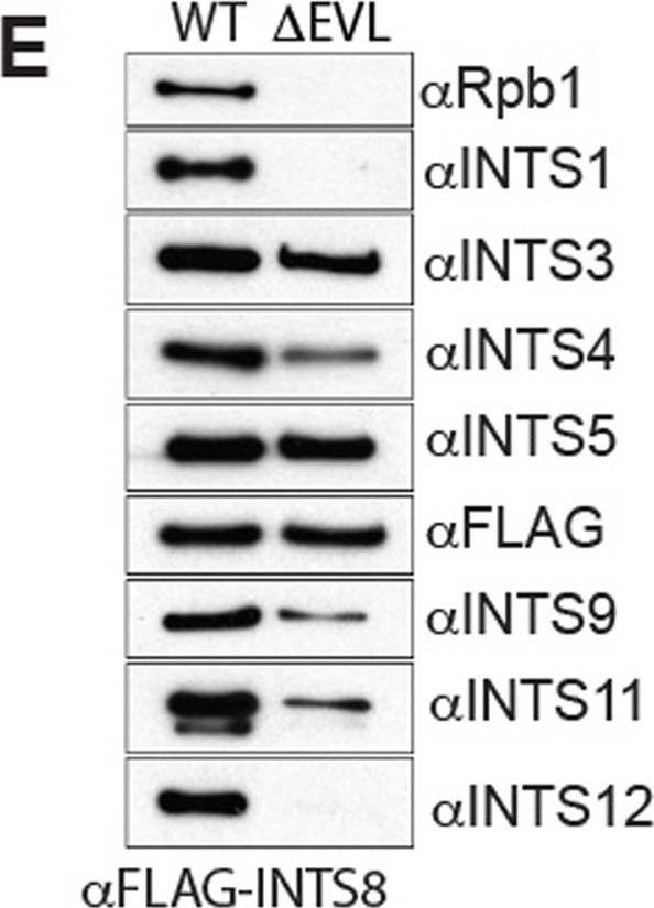 Fig.2.E showing Western Blotting in a Homo sapiens (Human) sample from the publication: Human mutations in integrator complex subunits link transcriptome integrity to brain development.
