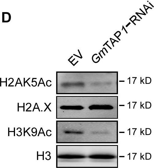 Fig.5.D showing Western Blotting in a Nicotiana benthamiana sample from the publication: A Phytophthora effector recruits a host cytoplasmic transacetylase into nuclear speckles to enhance plant susceptibility.