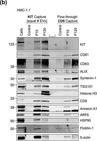 Fig.5.B showing Western Blotting in a Homo sapiens (Human) sample from the publication: Selective immunocapture reveals neoplastic human mast cells secrete distinct microvesicle- and exosome-like populations of KIT-containing extracellular vesicles.