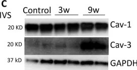 Fig.3.C showing Western Blotting from the publication: Modulation of caveolins, integrins and plasma membrane repair proteins in anthracycline-induced heart failure in rabbits.