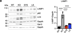 Fig.5.D showing Western Blotting from the publication: AAV-mediated delivery of secreted acid α-glucosidase with enhanced uptake corrects neuromuscular pathology in Pompe mice.
