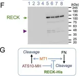 Fig.4.F showing Western Blotting from the publication: The RECK tumor-suppressor protein binds and stabilizes ADAMTS10.