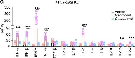Fig.4.G from the publication: Gasdermin C sensitizes tumor cells to PARP inhibitor therapy in cancer models.