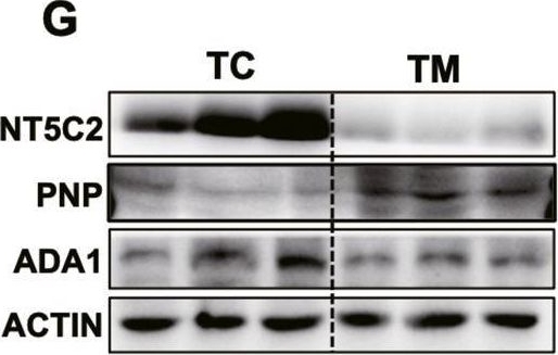 Fig.1.G showing Western Blotting in a Mus musculus (House mouse) sample from the publication: Inosine enhances tumor mitochondrial respiration by inducing Rag GTPases and nascent protein synthesis under nutrient starvation.