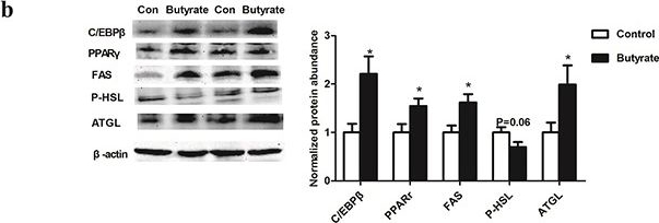 Fig.3.B showing Western Blotting in a Rattus norvegicus (Rat) sample from the publication: Maternal butyrate supplementation induces insulin resistance associated with enhanced intramuscular fat deposition in the offspring.