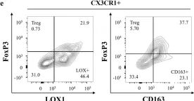 Fig.2.E showing Flow cytometry/Cell sorting in a Homo sapiens (Human) sample from the publication: Involvement of CX3CR1+ cells appearing in the abdominal cavity in the immunosuppressive environment immediately after gastric cancer surgery.