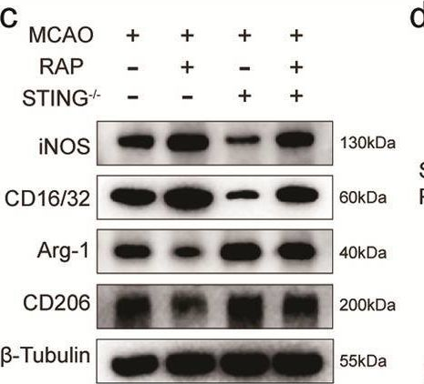 Fig.7.C showing Western Blotting in a Mus musculus (House mouse) sample from the publication: STING orchestrates microglia polarization via interaction with LC3 in autophagy after ischemia.