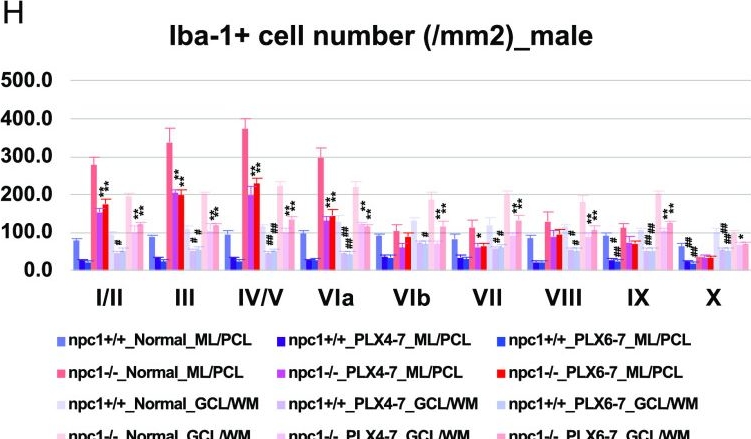 Fig.9.H from the publication: Peripheral immune system modulates Purkinje cell degeneration in Niemann-Pick disease type C1.