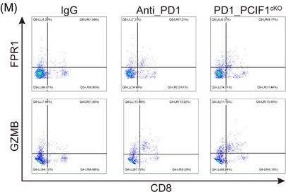 Fig.7.M showing Flow cytometry/Cell sorting in a Mus musculus (House mouse) sample from the publication: PCIF1 drives oesophageal squamous cell carcinoma progression via m6Am-mediated suppression of MTF2 translation.