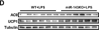 Fig.7.D showing Western Blotting in a Mus musculus (House mouse) sample from the publication: LPS-Induced Inhibition of miR-143 Expression in Brown Adipocytes Promotes Thermogenesis and Fever.