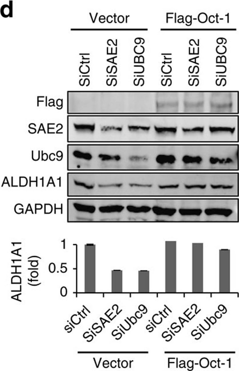 Fig.7.D showing Western Blotting in a Homo sapiens (Human) sample from the publication: Role of SUMO activating enzyme in cancer stem cell maintenance and self-renewal.