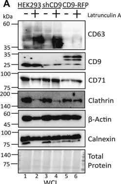 Fig.7.A showing Western Blotting from the publication: Tetraspanin CD9 alters cellular trafficking and endocytosis of tetraspanin CD63, affecting CD63 packaging into small extracellular vesicles.