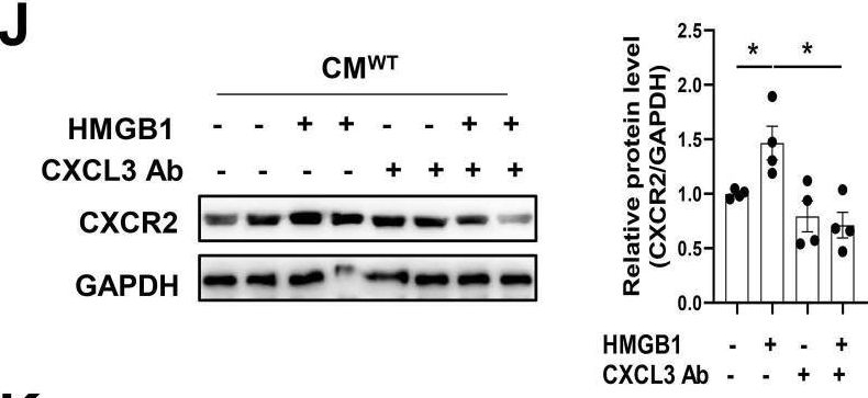 Fig.6.J showing Western Blotting from the publication: CXCR4-dependent macrophage-to-fibroblast signaling contributes to cardiac diastolic dysfunction in heart failure with preserved ejection fraction.