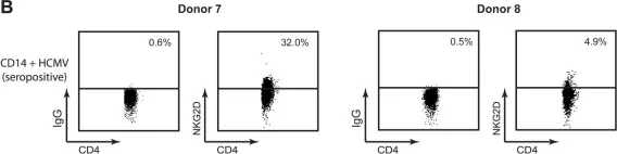 Fig.3.B showing Flow cytometry/Cell sorting from the publication: Regulation and gene expression profiling of NKG2D positive human cytomegalovirus-primed CD4+ T-cells.