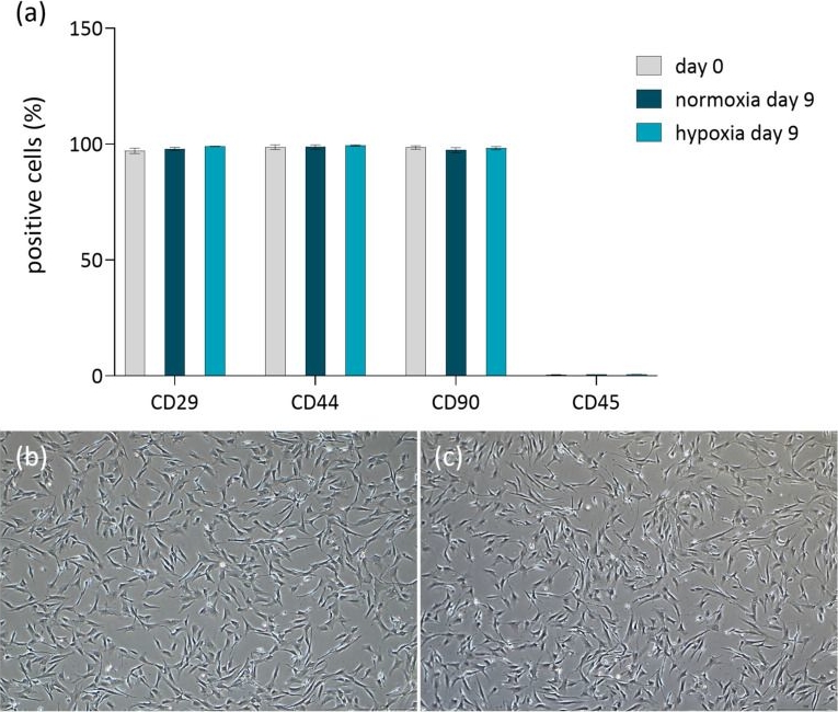 Fig.5.A showing Immunohistochemistry in a Mus musculus (House mouse) sample from the publication: Generation of Bioactive Stem Cell-Derived Secretome in 3D Bioreactor System: Towards Cell-Free Therapy in Veterinary Medicine.
